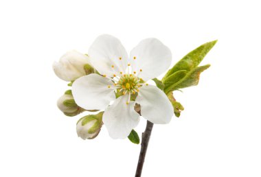 Beyaz arkaplanda izole edilmiş kiraz çiçeği 