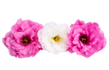 Beyaz arkaplanda izole edilmiş östoma çiçeği 
