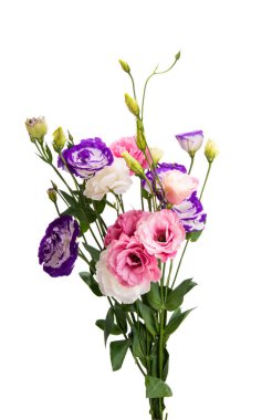 Beyaz arkaplanda izole edilmiş östoma çiçeği 