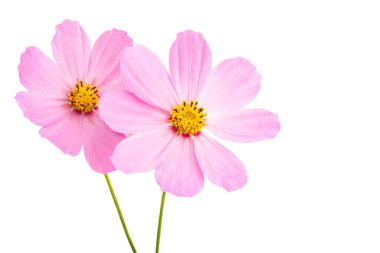 Beyaz arkaplanda kosmeya çiçeği izole 