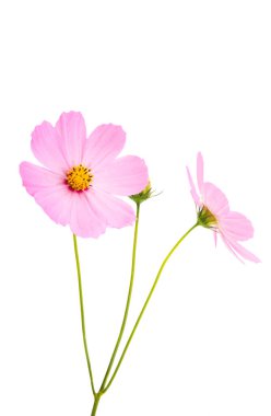 Beyaz arkaplanda kosmeya çiçeği izole 
