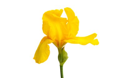 İris çiçeği beyaz arkaplanda izole edildi 