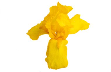 İris çiçeği beyaz arkaplanda izole edildi 