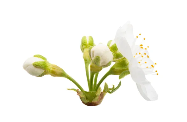 Třešňové Květy Izolované Bílém Pozadí — Stock fotografie