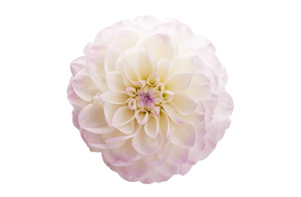 Цветок Георгины Белом Фоне — стоковое фото
