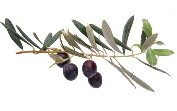 Branch Olives Isolated White Background — Stock Photo, Image