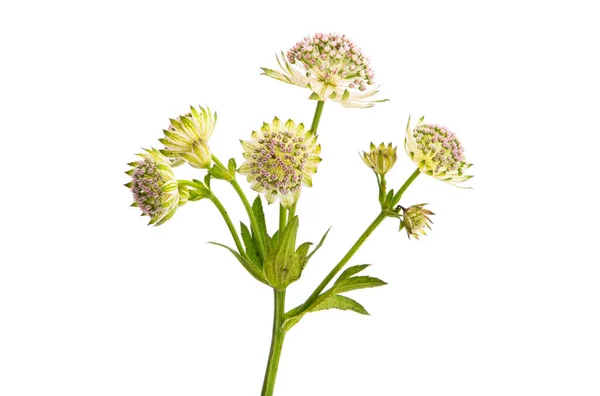 Astrantia Απομονωμένη Λευκό Φόντο — Φωτογραφία Αρχείου