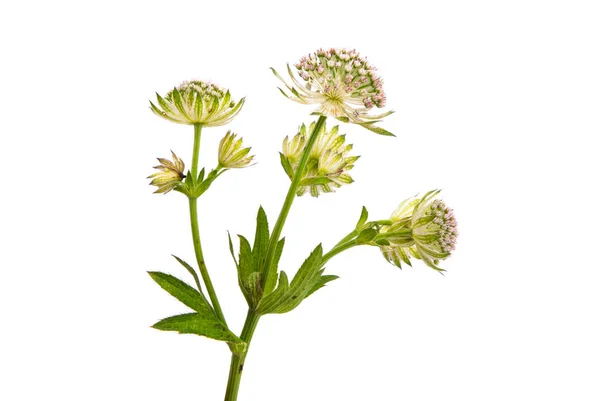 Astrantia Beyaz Arkaplanda Izole Edildi — Stok fotoğraf