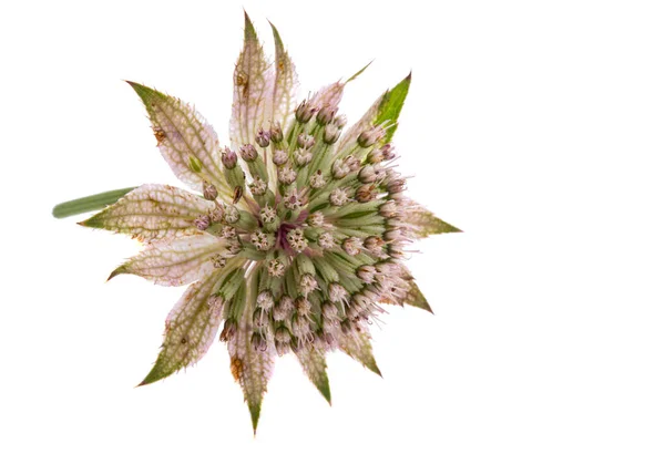 Astrantia Izolowana Białym Tle — Zdjęcie stockowe