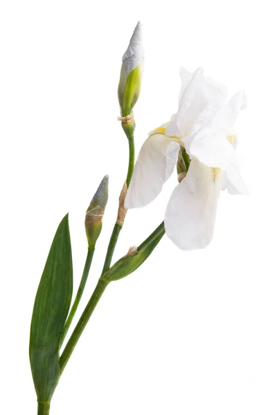 Iris Flower Isolated White Background — Stock Photo, Image