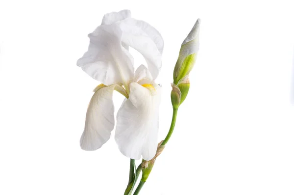 Flor Del Iris Aislada Sobre Fondo Blanco — Foto de Stock