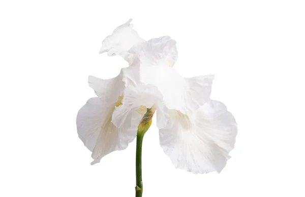 Iris Fleur Isolée Sur Fond Blanc — Photo