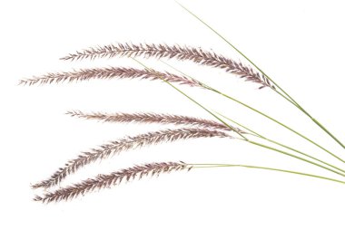 PENNISETUM beyaz arkaplanda izole edildi 