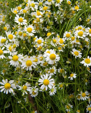Tıbbi taze papatya çayının geçmişi 