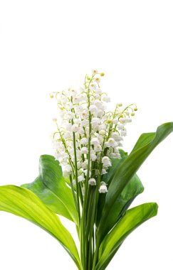 Beyaz arka planda izole edilmiş vadi zambakları. 