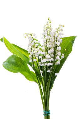 Beyaz arka planda izole edilmiş vadi zambakları. 