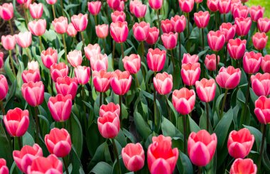 Hollanda 'da çiçek açan laleleri olan çiçek tarhı 