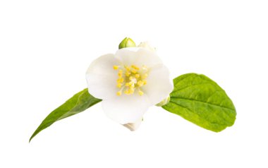 yasemin çiçeği beyaz arkaplanda izole edilmiş 
