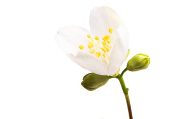 yasemin çiçeği beyaz arkaplanda izole edilmiş 