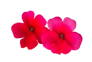 beyaz arkaplanda kırmızı verbena izole 