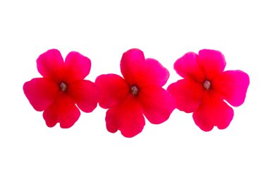 beyaz arkaplanda kırmızı verbena izole 