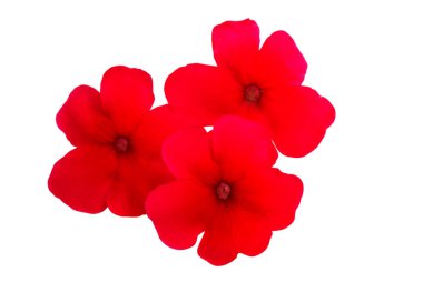 beyaz arkaplanda kırmızı verbena izole 