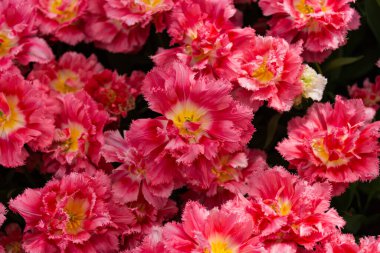 İlkbaharda parkta iki lale büyür. 