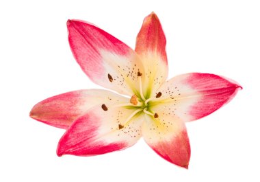 Beyaz arkaplanda izole edilmiş zambak çiçeği.