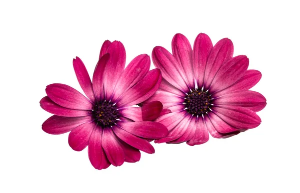 Osteospermum Daisy Eller Cape Daisy Flower Isolerad Över Vit Bakgrund — Stockfoto