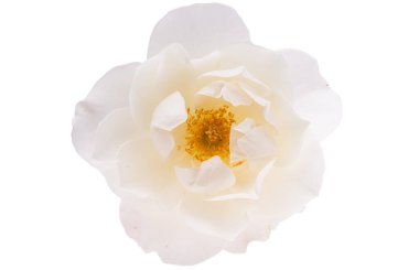 Beyaz arkaplanda izole edilmiş beyaz gül 