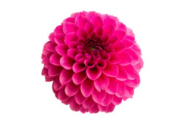 Yıldız çiçekleri beyaz arkaplanda izole edilmiş 