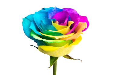 çok renkli gül beyaz arkaplanda izole 