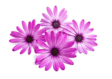 Osteosperumum Çiçek Papatyası Beyaz Arkaplanda İzole Edildi.