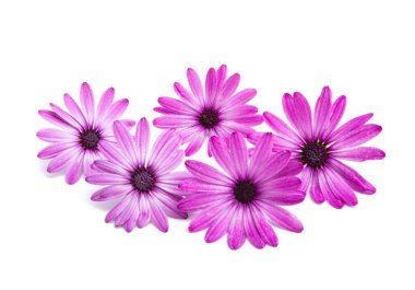 Osteosperumum Çiçek Papatyası Beyaz Arkaplanda İzole Edildi.