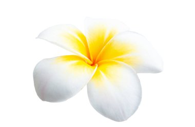 Frangipani beyaz arkaplanda izole edildi 