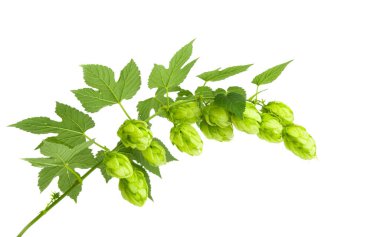 Beyaz arkaplanda izole edilmiş zıplama konileri ile liana 