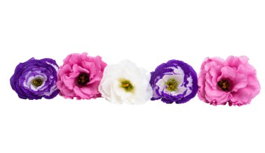 Güzel Eustoma çiçeği beyaz arkaplanda izole edilmiş. 