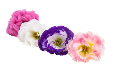 Güzel Eustoma çiçeği beyaz arkaplanda izole edilmiş. 