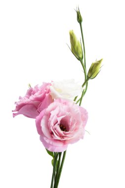 Güzel Eustoma çiçeği beyaz arkaplanda izole edilmiş. 