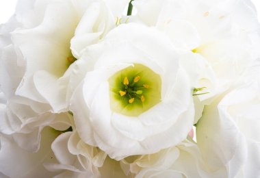 Güzel Eustoma çiçeği beyaz arkaplanda izole edilmiş. 