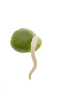 Beyaz arkaplanda filizlenmiş bezelyeler 