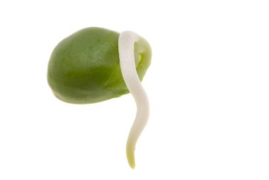 Beyaz arkaplanda filizlenmiş bezelyeler 