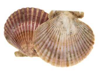 deniz tarağı kabuğu beyaz arkaplanda izole edildi 