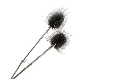 beyaz arkaplanda kuru burdock izole edildi 