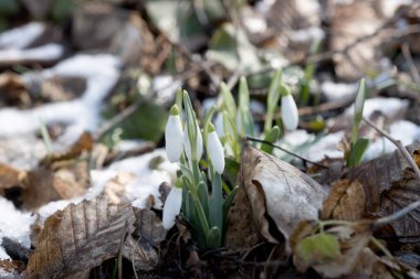 İlkbaharda büyüyen kar damlaları 