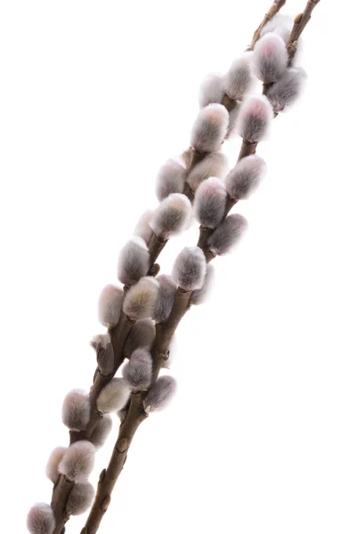 Pussy Willow Branch Isolated White Background Imagens De Bancos De Imagens