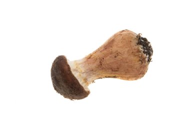 beyaz arkaplanda izole edilmiş bal mantarları 