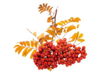 Beyaz arka planda bir demet yaban mersini. 