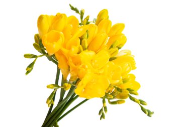 Beyaz arkaplanda sarı frezya çiçekleri