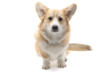 Corgi welsh pembroke beyaz arkaplanda izole